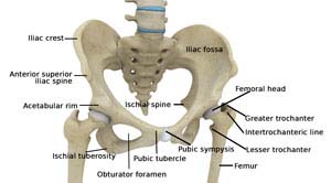 ACL Reconstruction