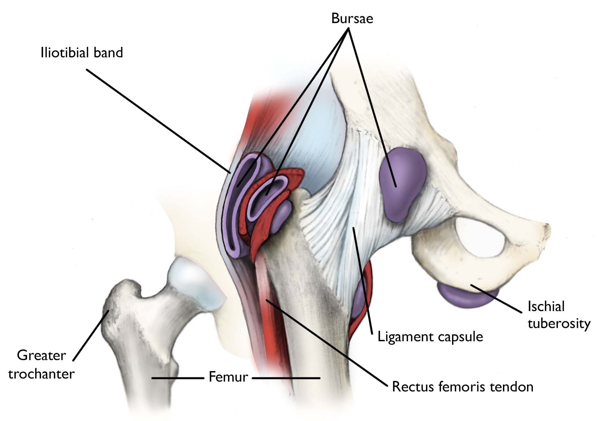 ACL Reconstruction